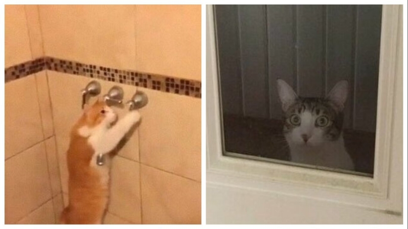 30 extraño gato hábitos, que son en el orden de las cosas