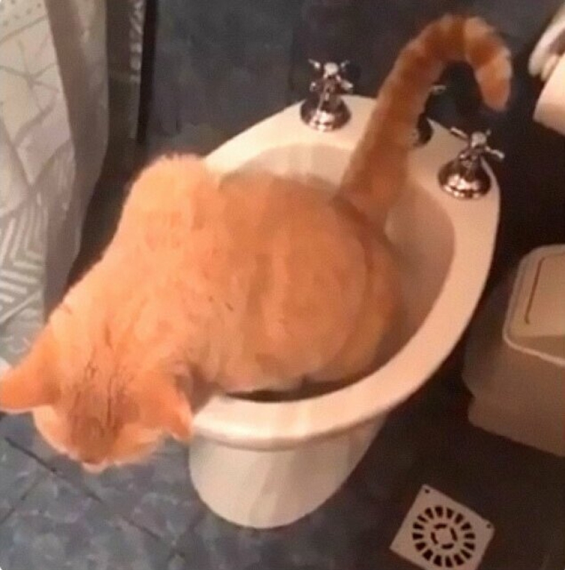 30 extraño gato hábitos, que son en el orden de las cosas