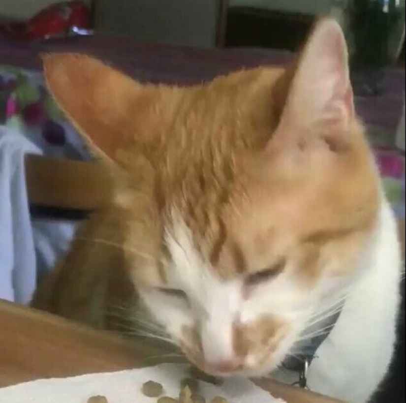 30 extraño gato hábitos, que son en el orden de las cosas