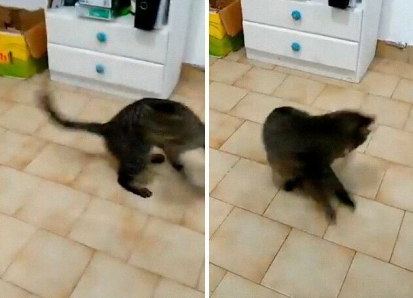 30 extraño gato hábitos, que son en el orden de las cosas