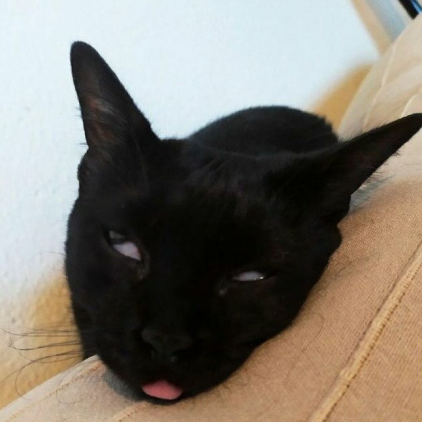 30 extraño gato hábitos, que son en el orden de las cosas