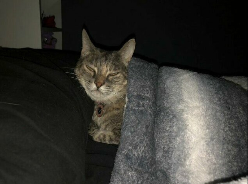 30 extraño gato hábitos, que son en el orden de las cosas