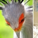 30 extremadamente hermosas aves que usted puede no haber oído hablar de 30 extremadamente hermosas aves que usted puede no haber oído hablar de