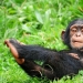 30 facts about animals that will get you in the mood 30 facts about animals that will get you in the mood