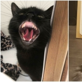 30 fotos con gatitos, cuando los miras, se puede escuchar un fuerte " Miau»