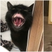 30 fotos con gatitos, cuando los miras, se puede escuchar un fuerte " Miau» 30 fotos con gatitos, cuando los miras, se puede escuchar un fuerte " Miau»