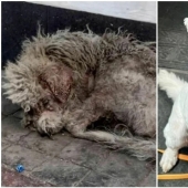 30 fotos conmovedoras de gatos y perros que han encontrado un hogar y una familia