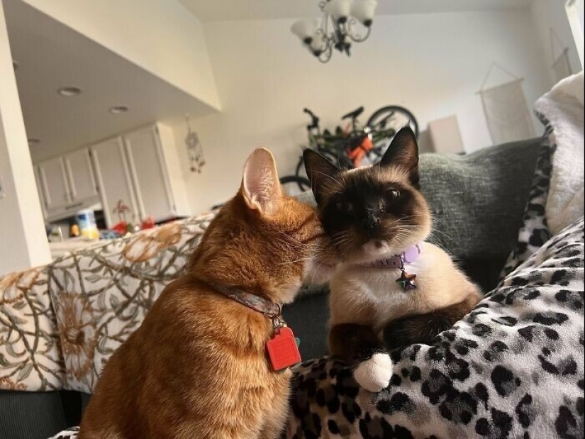 30 fotos conmovedoras de gatos y perros que han encontrado un hogar y una familia 30 fotos conmovedoras de gatos y perros que han encontrado un hogar y una familia
