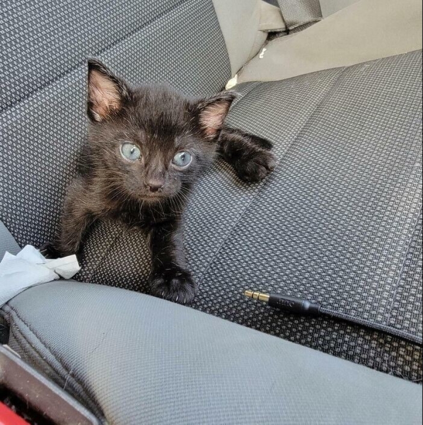 30 fotos conmovedoras de gatos y perros que han encontrado un hogar y una familia 30 fotos conmovedoras de gatos y perros que han encontrado un hogar y una familia