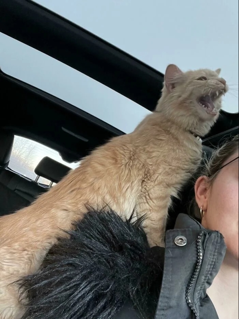 30 fotos conmovedoras de gatos y perros que han encontrado un hogar y una familia 30 fotos conmovedoras de gatos y perros que han encontrado un hogar y una familia