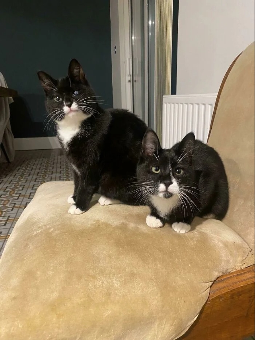 30 fotos conmovedoras de gatos y perros que han encontrado un hogar y una familia 30 fotos conmovedoras de gatos y perros que han encontrado un hogar y una familia