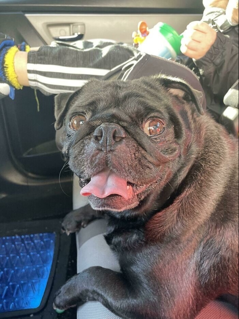 30 fotos conmovedoras de gatos y perros que han encontrado un hogar y una familia 30 fotos conmovedoras de gatos y perros que han encontrado un hogar y una familia