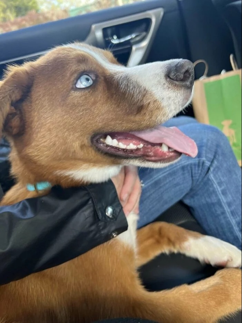 30 fotos conmovedoras de gatos y perros que han encontrado un hogar y una familia 30 fotos conmovedoras de gatos y perros que han encontrado un hogar y una familia