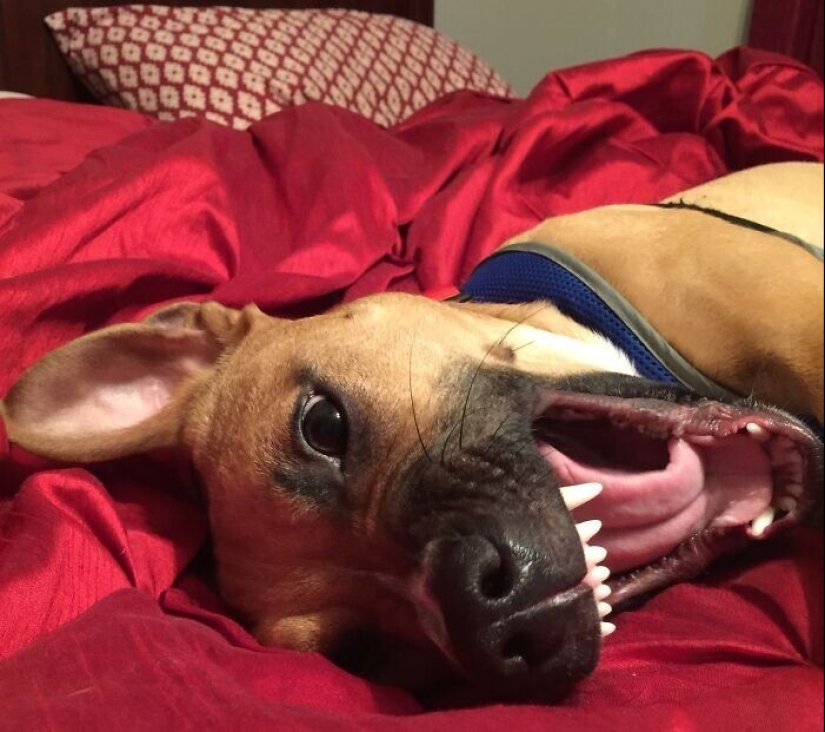 30 fotos divertidas con animales que te alegrarán