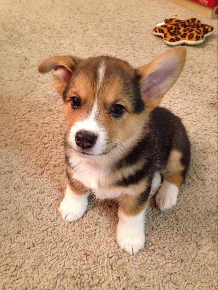 30 fotos-evidencia de que los cachorros con una oreja levantada son 90% más lindos de lo normal 30 fotos-evidencia de que los cachorros con una oreja levantada son 90% más lindos de lo normal