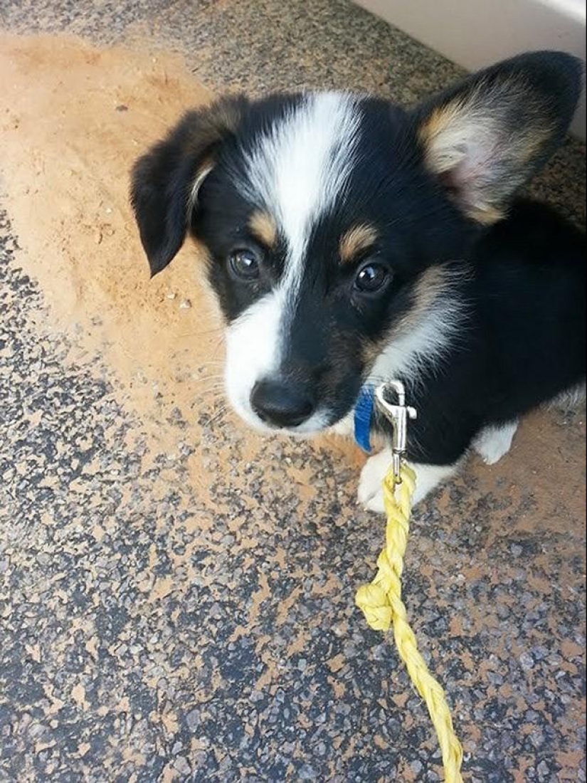 30 fotos-evidencia de que los cachorros con una oreja levantada son 90% más lindos de lo normal 30 fotos-evidencia de que los cachorros con una oreja levantada son 90% más lindos de lo normal