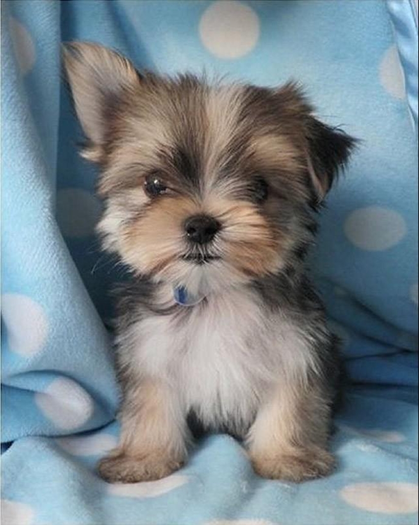 30 fotos-evidencia de que los cachorros con una oreja levantada son 90% más lindos de lo normal 30 fotos-evidencia de que los cachorros con una oreja levantada son 90% más lindos de lo normal
