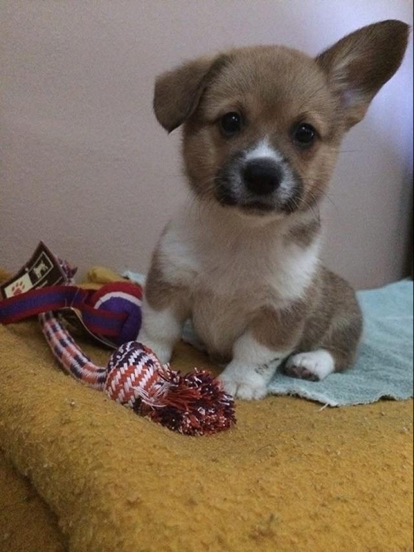 30 fotos-evidencia de que los cachorros con una oreja levantada son 90% más lindos de lo normal 30 fotos-evidencia de que los cachorros con una oreja levantada son 90% más lindos de lo normal