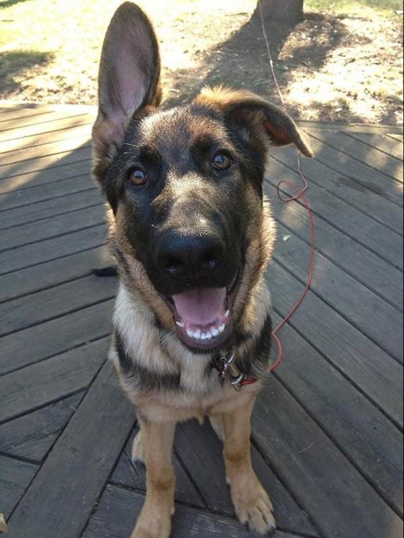 30 fotos-evidencia de que los cachorros con una oreja levantada son 90% más lindos de lo normal 30 fotos-evidencia de que los cachorros con una oreja levantada son 90% más lindos de lo normal