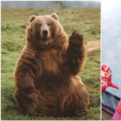 30 funny bears that are guaranteed to cheer you up 30 funny bears that are guaranteed to cheer you up