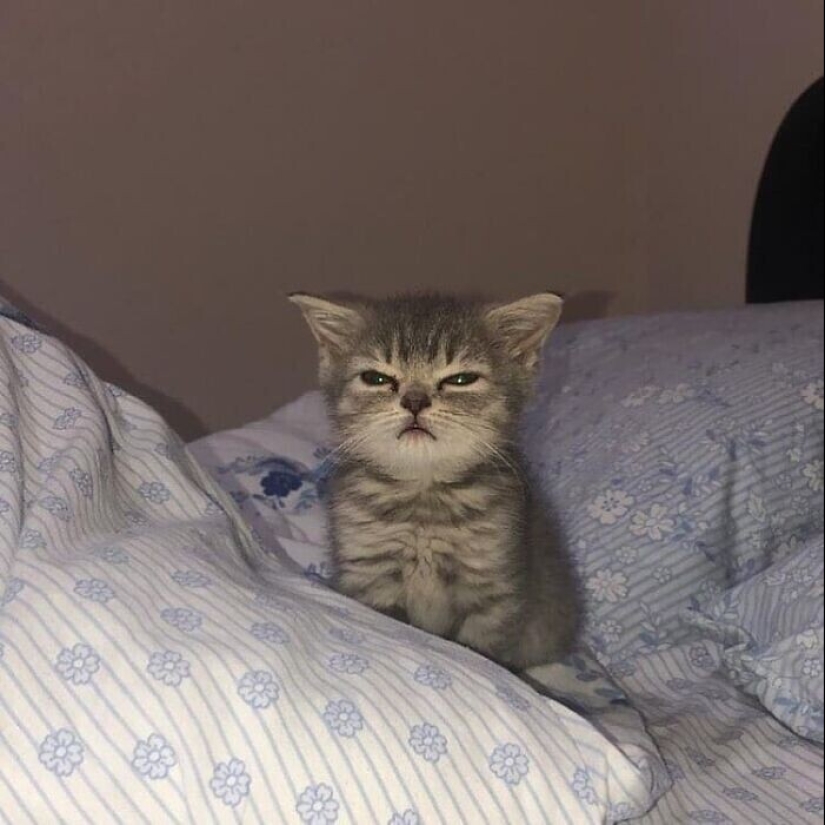 30 funny kittens that will give a good portion of positive emotions 30 funny kittens that will give a good portion of positive emotions