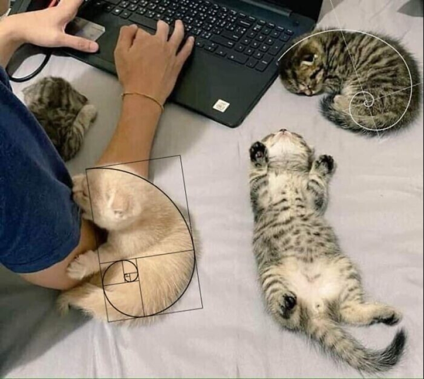 30 funny kittens that will give a good portion of positive emotions 30 funny kittens that will give a good portion of positive emotions