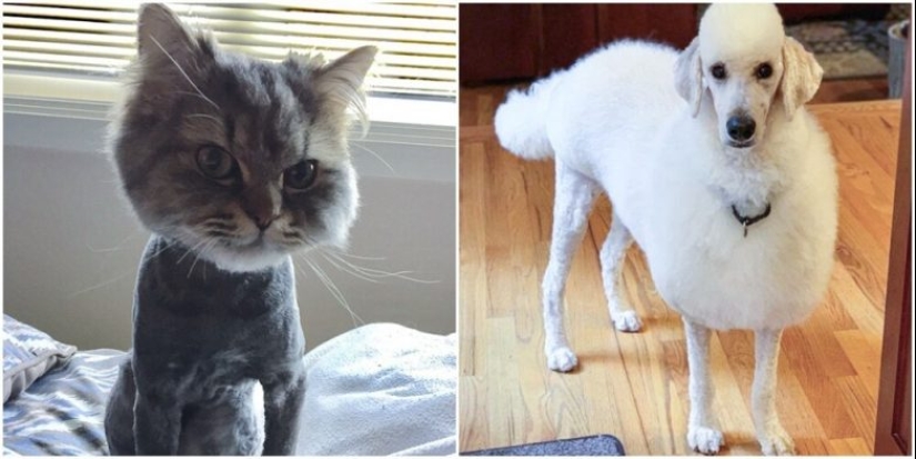 30 funny photos of dogs and cats after a bad haircut 30 funny photos of dogs and cats after a bad haircut