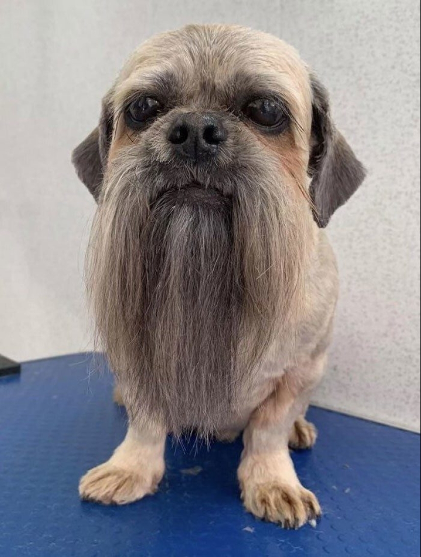30 funny photos of dogs and cats after a bad haircut 30 funny photos of dogs and cats after a bad haircut