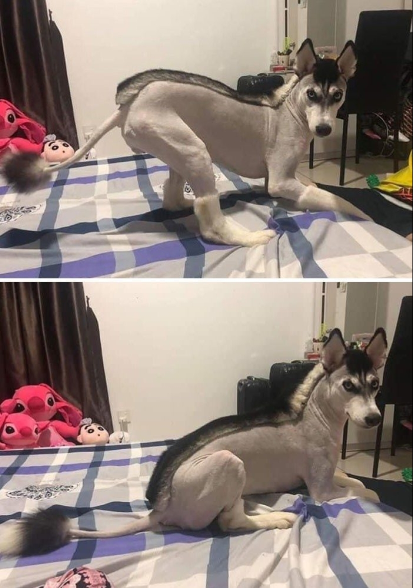 30 funny photos of dogs and cats after a bad haircut 30 funny photos of dogs and cats after a bad haircut