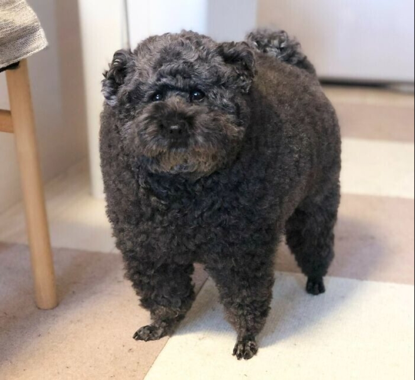 30 funny photos of dogs and cats after a bad haircut 30 funny photos of dogs and cats after a bad haircut