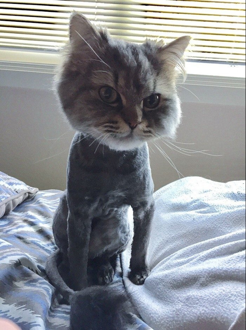 30 funny photos of dogs and cats after a bad haircut 30 funny photos of dogs and cats after a bad haircut