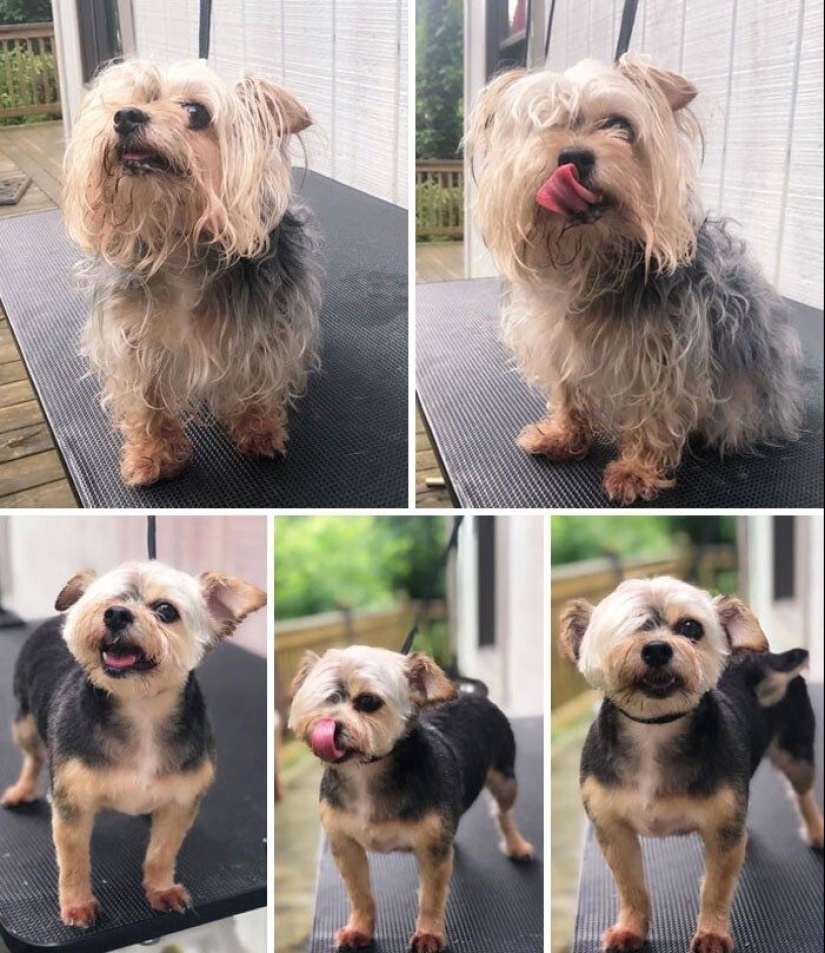 30 funny photos of dogs and cats after a bad haircut 30 funny photos of dogs and cats after a bad haircut