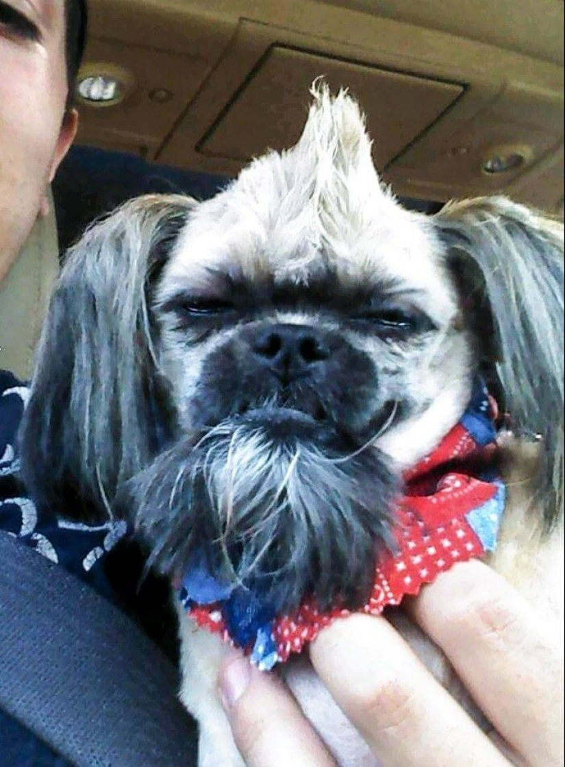 30 funny photos of dogs and cats after a bad haircut 30 funny photos of dogs and cats after a bad haircut