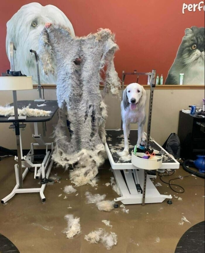 30 funny photos of dogs and cats after a bad haircut 30 funny photos of dogs and cats after a bad haircut