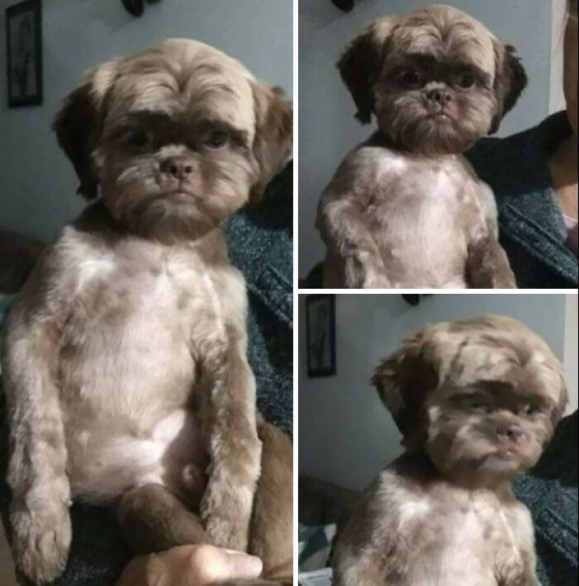 30 funny photos of dogs and cats after a bad haircut 30 funny photos of dogs and cats after a bad haircut