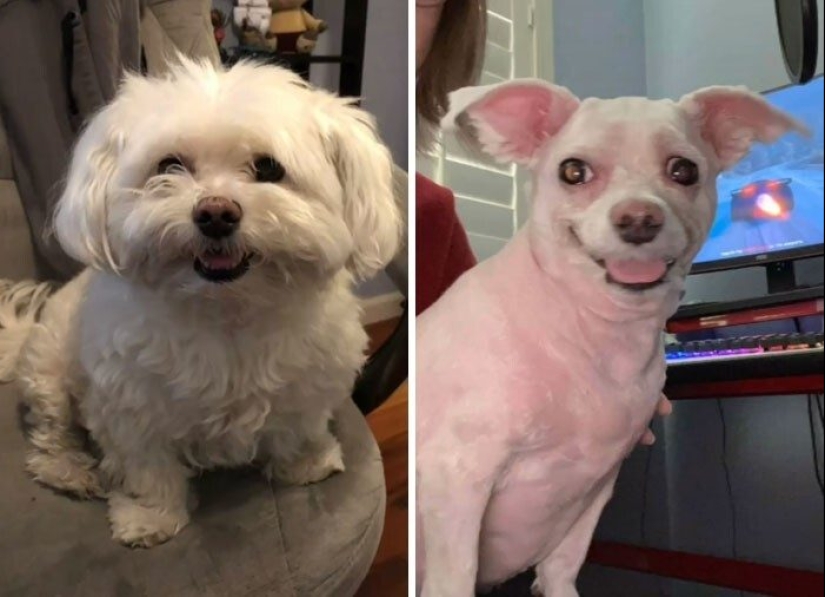 30 funny photos of dogs and cats after a bad haircut 30 funny photos of dogs and cats after a bad haircut