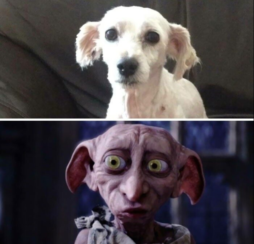 30 funny photos of dogs and cats after a bad haircut 30 funny photos of dogs and cats after a bad haircut