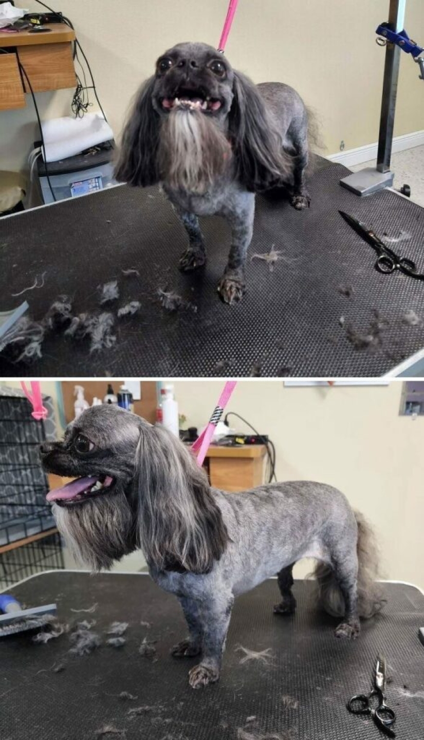 30 funny photos of dogs and cats after a bad haircut 30 funny photos of dogs and cats after a bad haircut