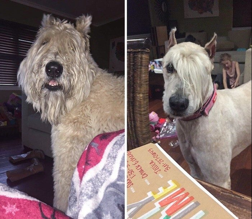 30 funny photos of dogs and cats after a bad haircut 30 funny photos of dogs and cats after a bad haircut