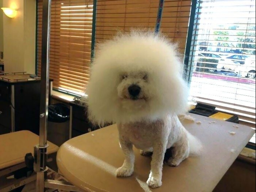 30 funny photos of dogs and cats after a bad haircut 30 funny photos of dogs and cats after a bad haircut