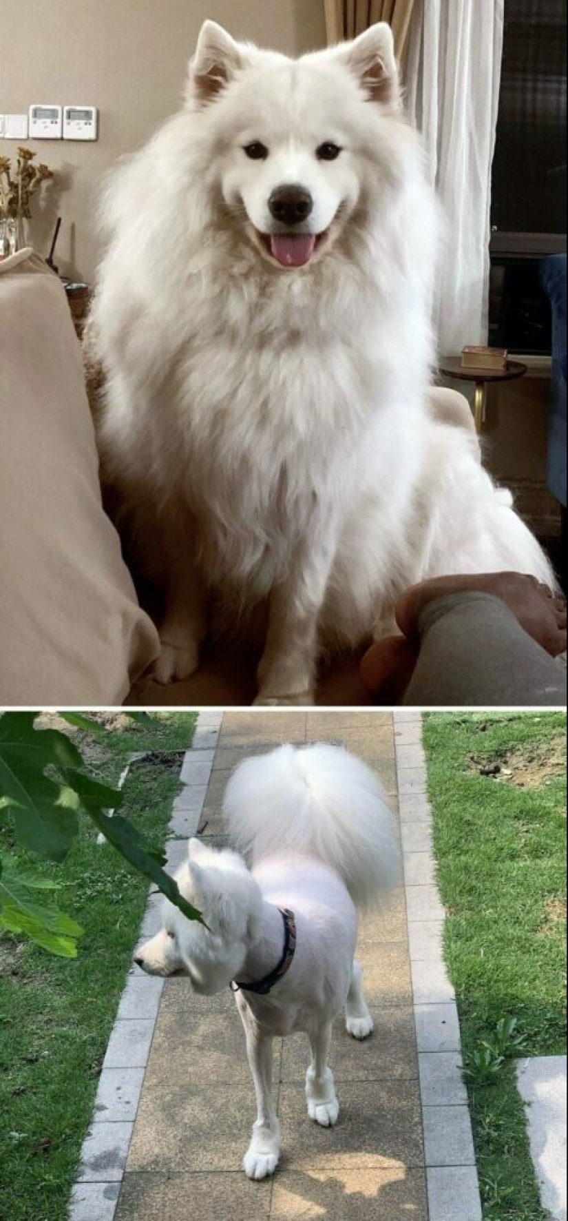 30 funny photos of dogs and cats after a bad haircut 30 funny photos of dogs and cats after a bad haircut