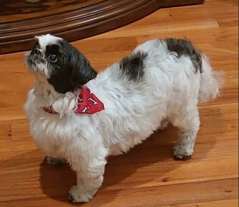 30 funny photos of dogs and cats after a bad haircut 30 funny photos of dogs and cats after a bad haircut