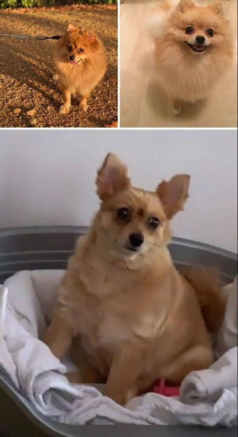 30 funny photos of dogs and cats after a bad haircut 30 funny photos of dogs and cats after a bad haircut