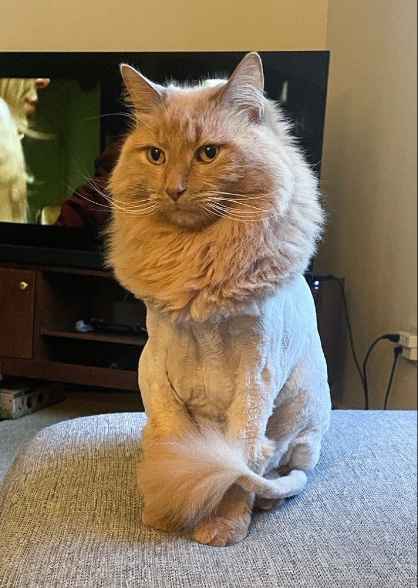 30 funny photos of dogs and cats after a bad haircut 30 funny photos of dogs and cats after a bad haircut