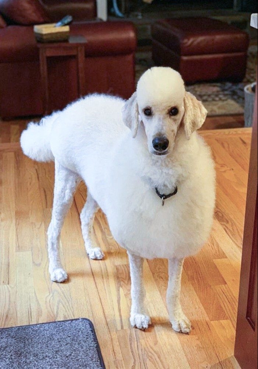 30 funny photos of dogs and cats after a bad haircut 30 funny photos of dogs and cats after a bad haircut