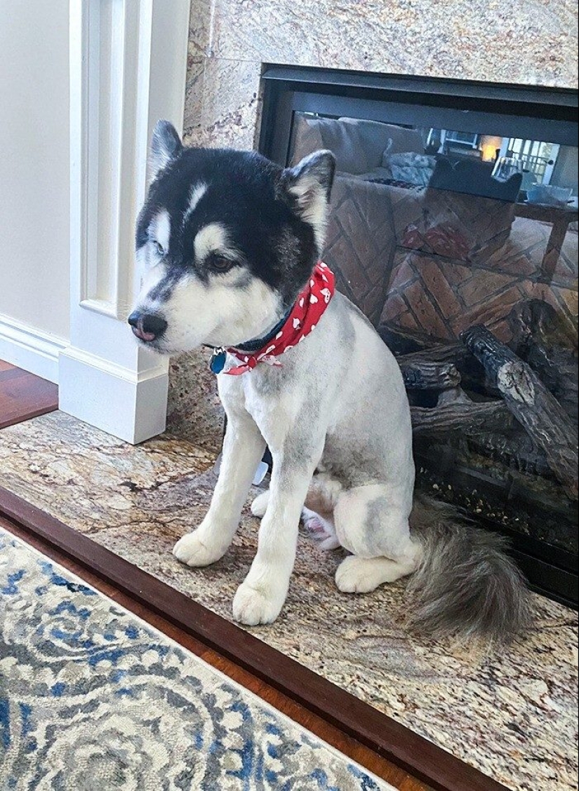 30 funny photos of dogs and cats after a bad haircut 30 funny photos of dogs and cats after a bad haircut