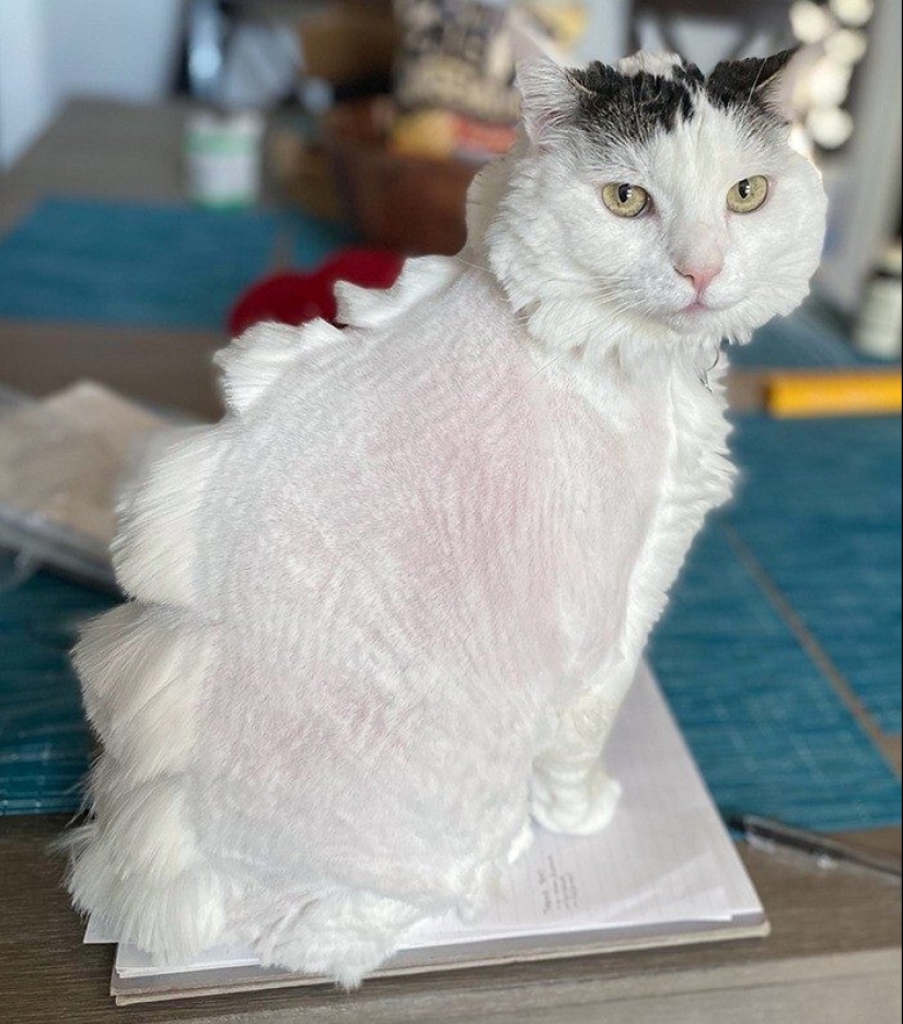 30 funny photos of dogs and cats after a bad haircut 30 funny photos of dogs and cats after a bad haircut