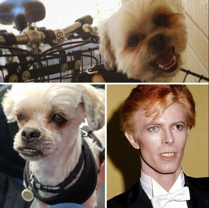 30 funny photos of dogs and cats after a bad haircut 30 funny photos of dogs and cats after a bad haircut