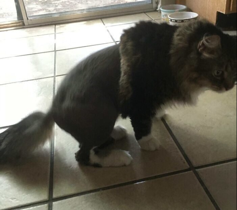 30 funny photos of dogs and cats after a bad haircut 30 funny photos of dogs and cats after a bad haircut