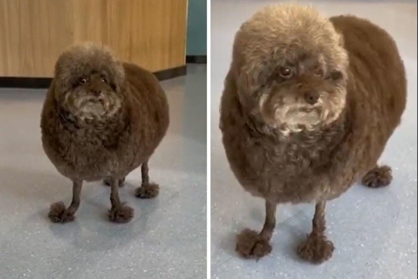 30 funny photos of dogs and cats after a bad haircut 30 funny photos of dogs and cats after a bad haircut